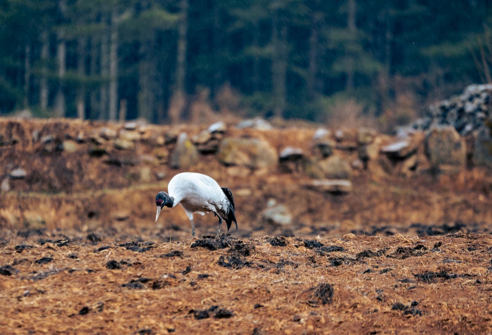 A black-necked crane feeding in winter grassland