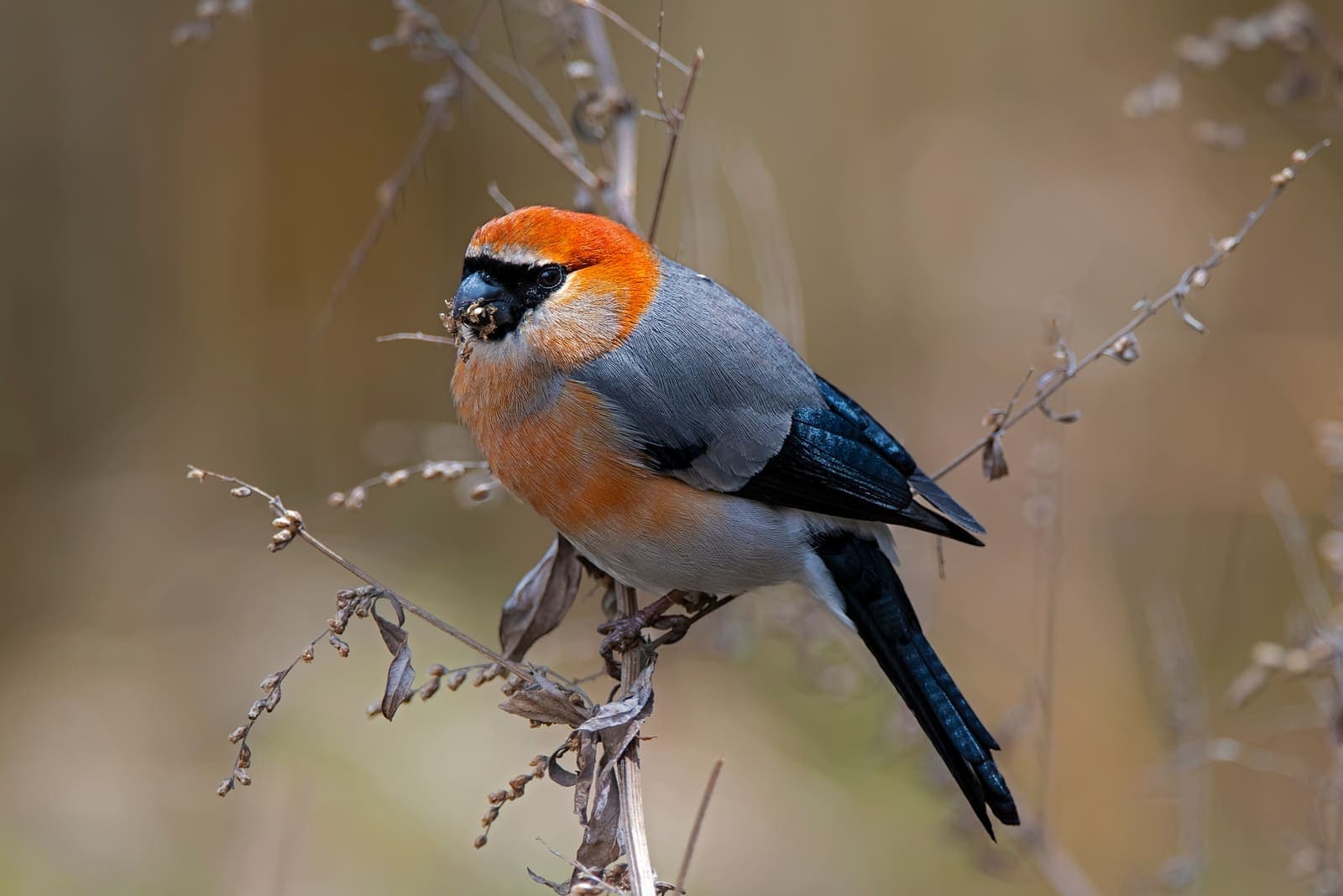 A colourful Himalayan bird perched on a branch