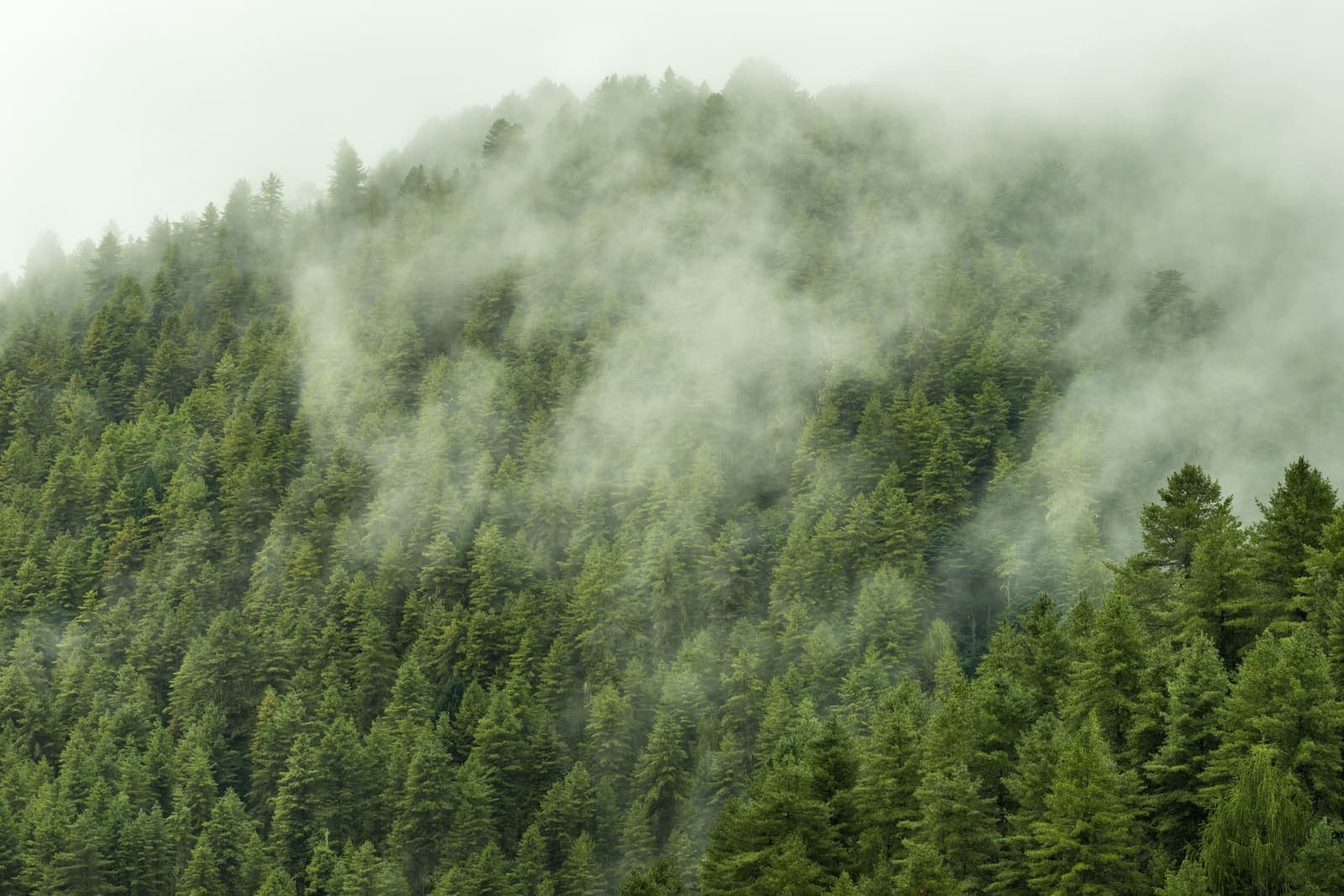 Cloud drifting through a forested Bhutanese hillside