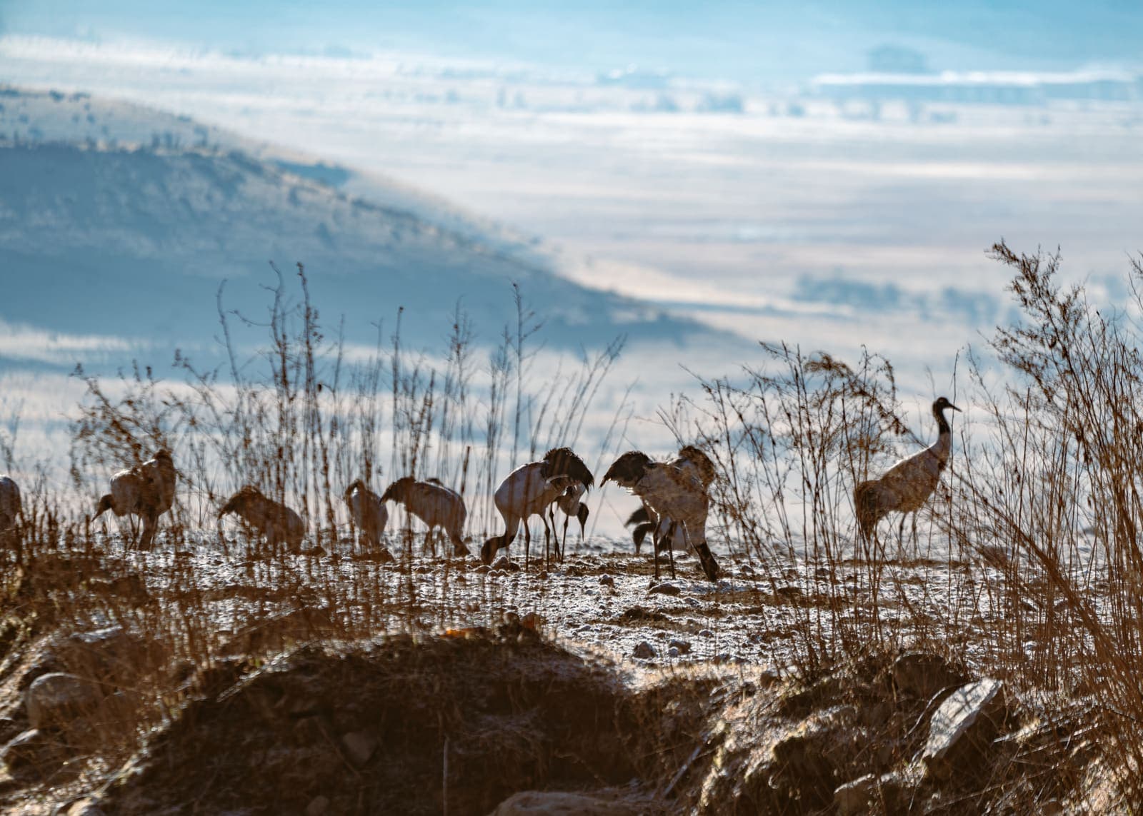 Black-necked cranes gathering in the Phobjikha wetlands