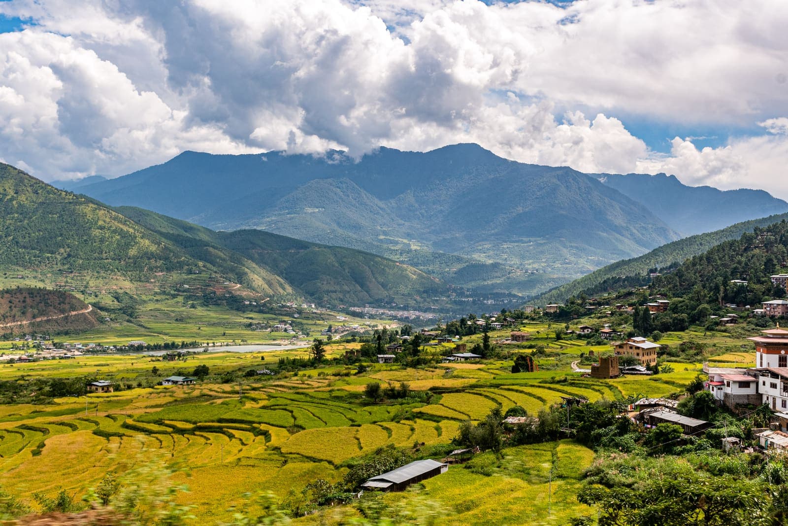 Terraced rice fields in the Punakha valley