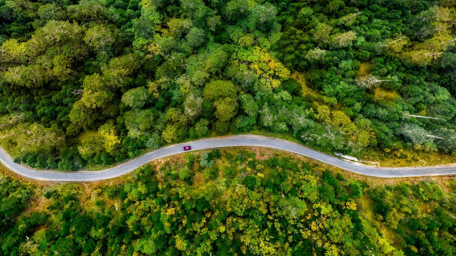 A winding road through green forest seen from above