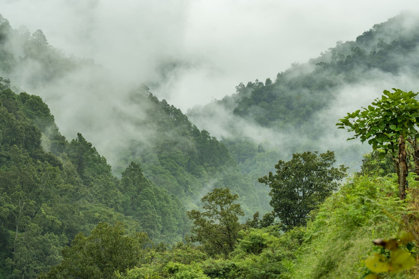 A misty forested gorge in central Bhutan