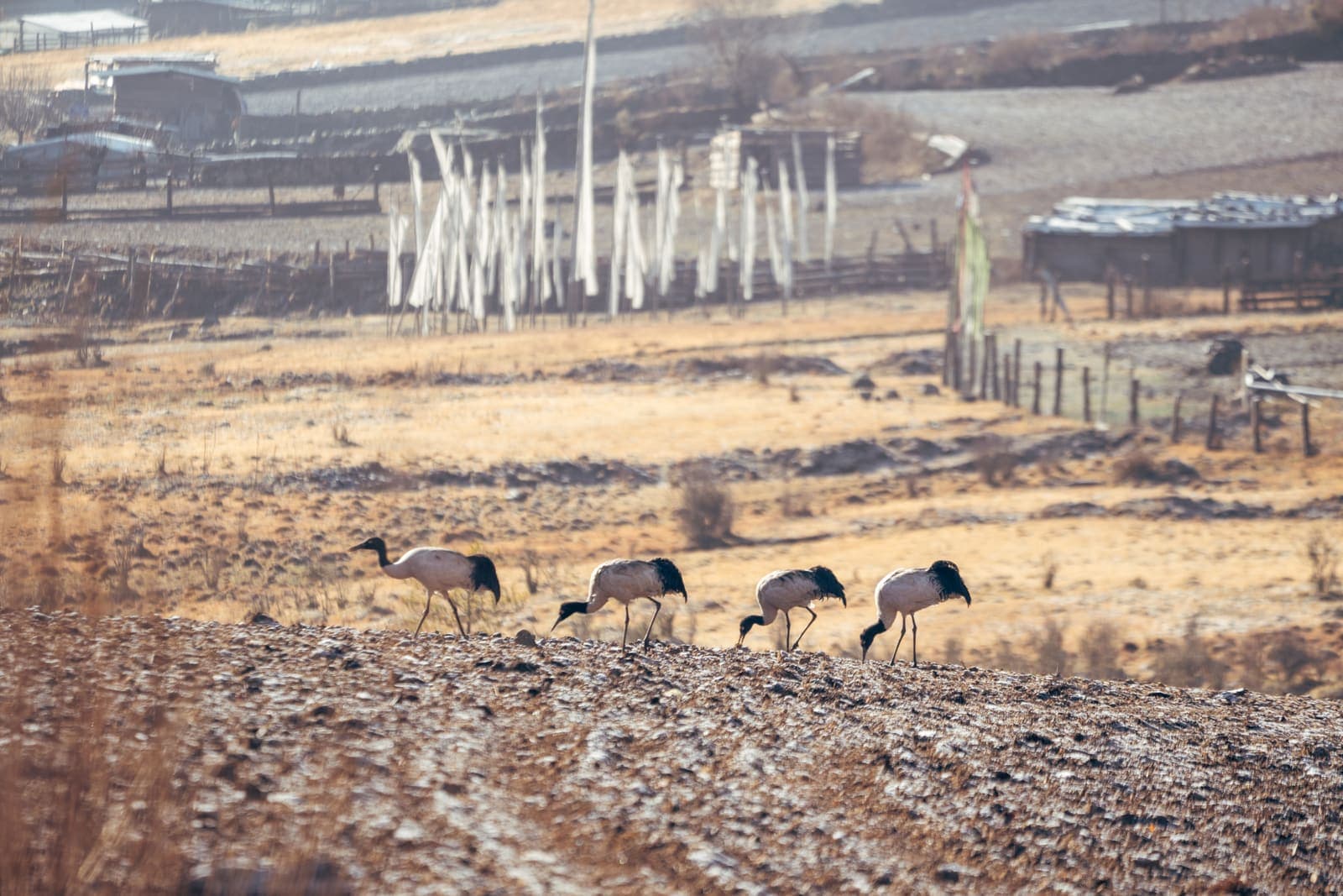 Black-necked cranes feeding in the Phobjikha valley
